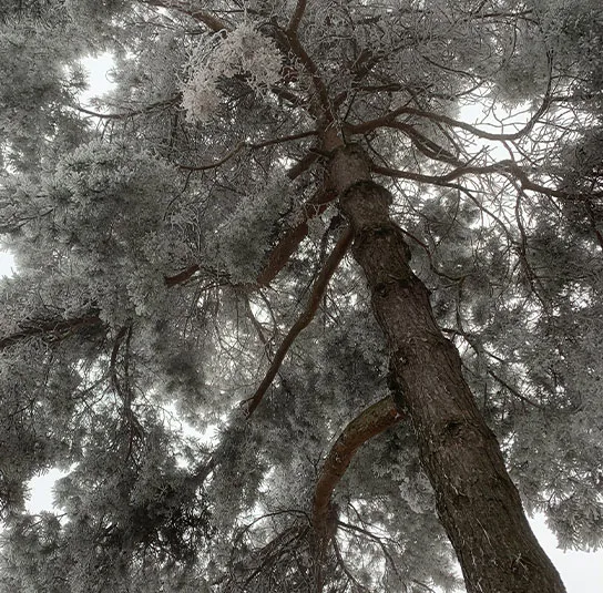 Pinus sylvestris – Heimische Rotföhre, Wald-Kiefer – Bild 3