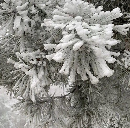 Pinus sylvestris – Heimische Rotföhre, Wald-Kiefer – Bild 8