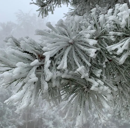 Pinus sylvestris – Heimische Rotföhre, Wald-Kiefer – Bild 9
