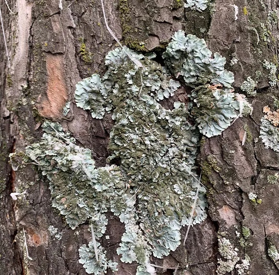 Pinus sylvestris – Heimische Rotföhre, Wald-Kiefer – Bild 7
