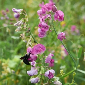 Lathyrus sylvestris – Wilde Platterbse