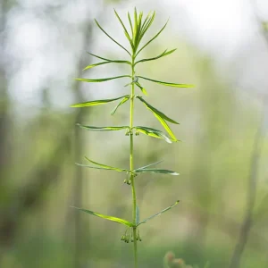 Polygonatum verticillatum – Quirlblättrige Weißwurz, Salomonsiegel