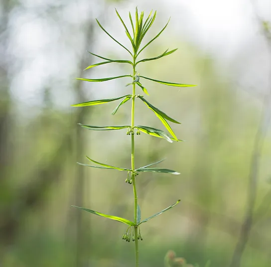 Polygonatum verticillatum – Quirlblättrige Weißwurz, Salomonsiegel – Bild 2