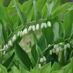 Polygonatum multiflorum – Vielblütiges Salomonssiegel, V. Weißwurz