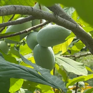 Asimina triloba – Indianerbanane Wildform – Pawpaw