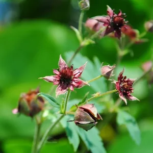 Comarum palustris – Sumpf-Blutwurz