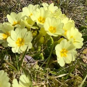 Primula acaulis – Stängellose Schlüsselblume