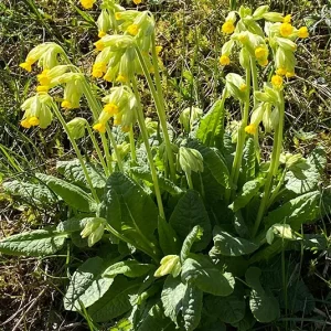 Primula veris – Echte Schlüsselblume