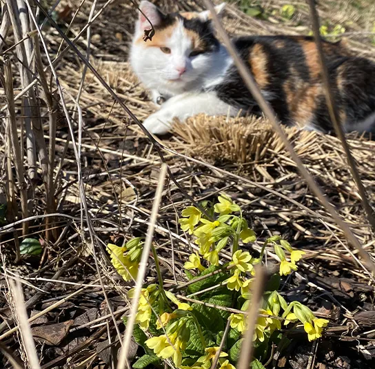 Primula elatior – Hohe Schlüsselblume – Bild 5