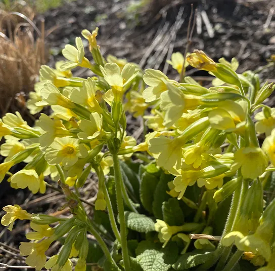 Primula elatior – Hohe Schlüsselblume – Bild 7