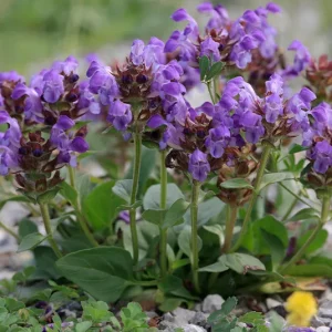 Prunella grandiflora – Großblütige Braunelle