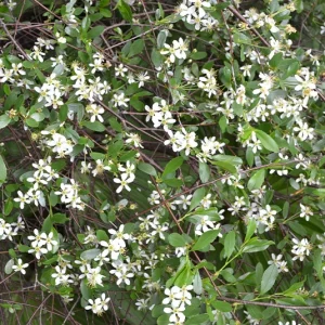 Prunus fruticosa – Zwergkirsche, Steppenkirsche, Strauchkirsche