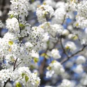 Prunus spinosa – Schlehdorn, Schlehe, Schwarzdorn
