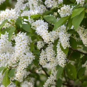 Prunus padus – Traubenkirsche