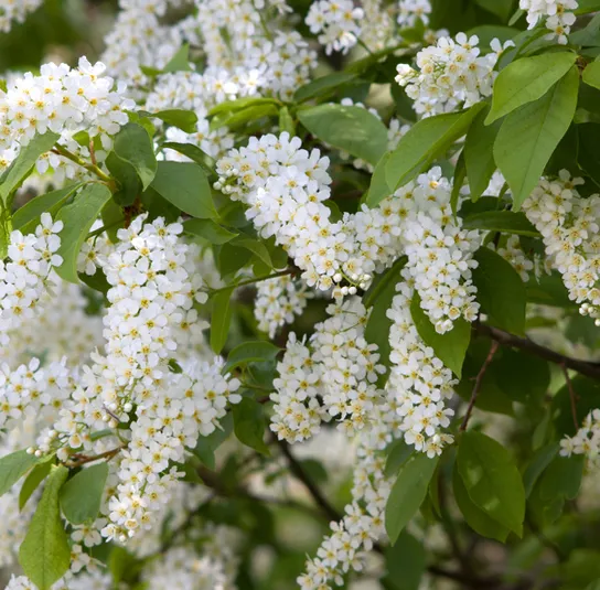 Prunus padus – Traubenkirsche – Bild 2