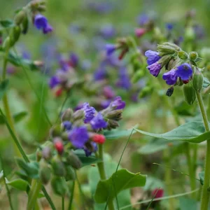 Pulmonaria officinalis ssp.obscura  – Dunkles Lungenkraut