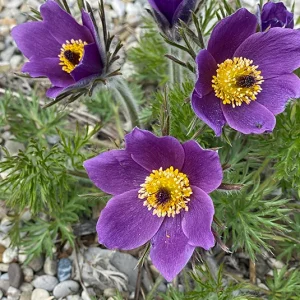 Pulsatilla vulgaris – Kuhschelle