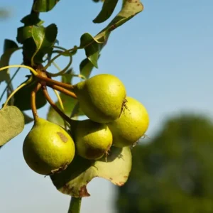 Pyrus pyraster – Heimische Wildbirne