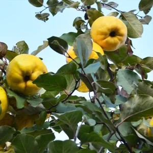 Cydonia oblonga – Quitte, seltene Wildform