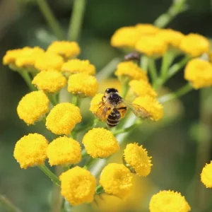 Tanacetum vulgare  – Rainfarn