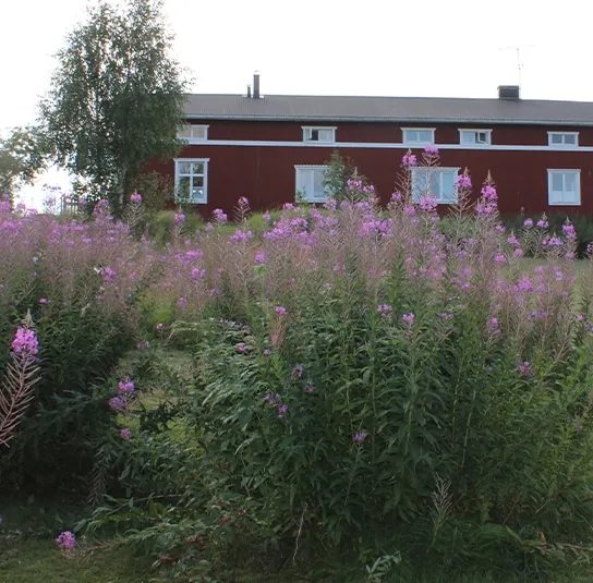 Epilobium angustifolium – Rallarros, Schmalblättriges Weidenröschen – Bild 9