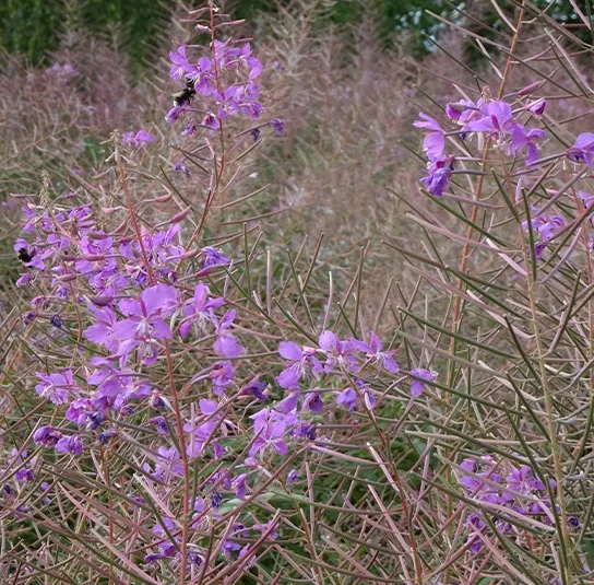 Epilobium angustifolium – Rallarros, Schmalblättriges Weidenröschen – Bild 3