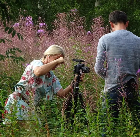 Epilobium angustifolium – Rallarros, Schmalblättriges Weidenröschen – Bild 4