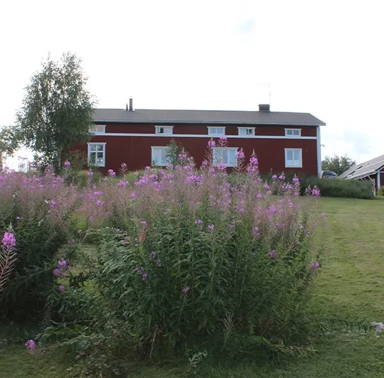 Epilobium angustifolium – Rallarros, Schmalblättriges Weidenröschen – Bild 5