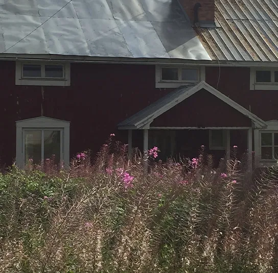 Epilobium angustifolium – Rallarros, Schmalblättriges Weidenröschen – Bild 7