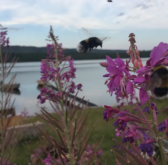 Epilobium angustifolium – Rallarros, Schmalblättriges Weidenröschen – Bild 6