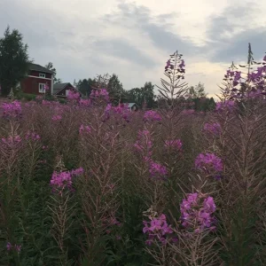 Epilobium angustifolium – Rallarros, Schmalblättriges Weidenröschen