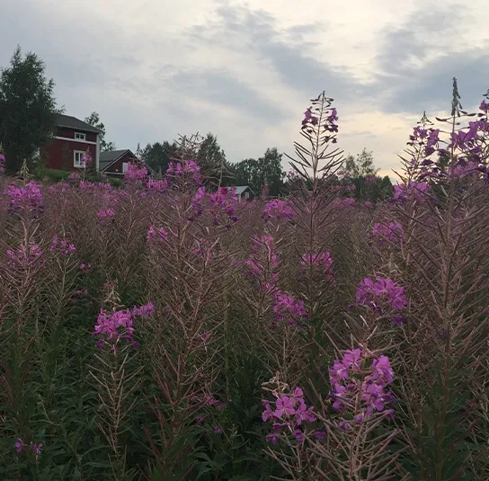 Epilobium angustifolium – Rallarros, Schmalblättriges Weidenröschen