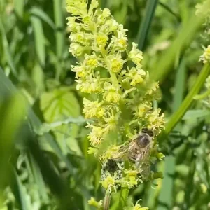 Gelber Wau (Reseda lutea) Saatgut