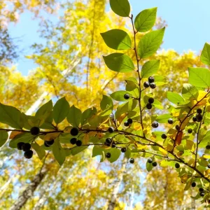 Rhamnus cathartica – Kreuzdorn