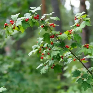 Ribes alpinum – Alpen-Johannisbeere