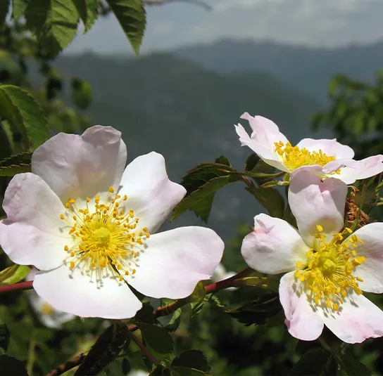 Rosa corymbifera – Heckenrose, Dornenlose Rose – Bild 2