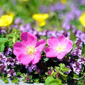 Rosa pendulina – Hängefruchtrose, Alpen-Heckenrose