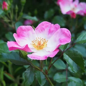 Rosa villosa – Heimische Apfelrose