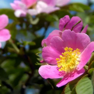 Rosa canina – Hundsrose