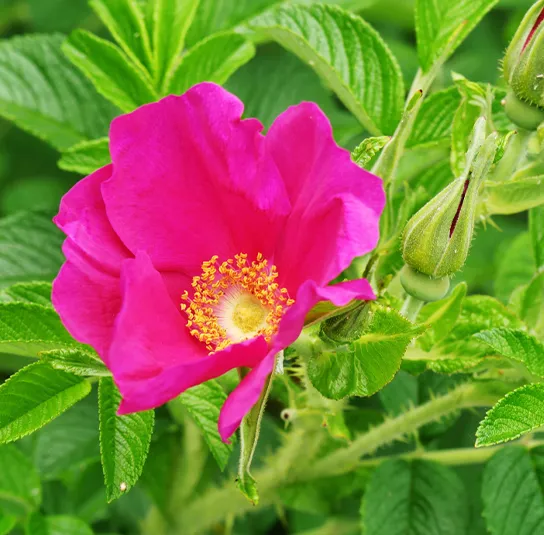 Rosa gallica – Duftende Essigrose, Apothekerrose – Bild 3