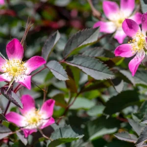 Rosa glauca – Rotblättrige Hechtrose