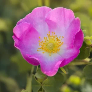 Rosa rubiginosa – Weinrose
