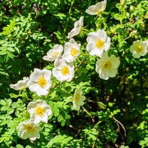 Rosa spinosissima – Bibernellrose, Dünenrose