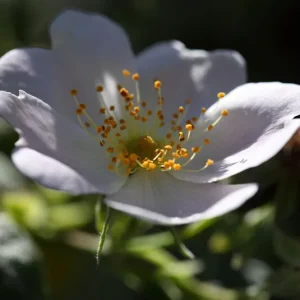 Rosa tomentosa – Filzrose