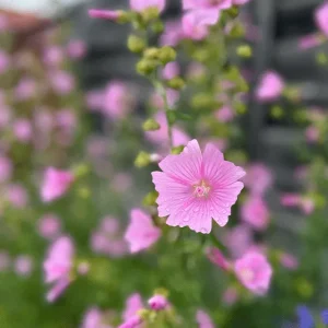 Malva alcea – Rosen-Malve