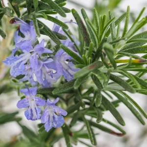 Rosmarinus officinalis ´Arp` oder ´Miss Jesopp’s Upright` – Rosmarin, gut winterhart