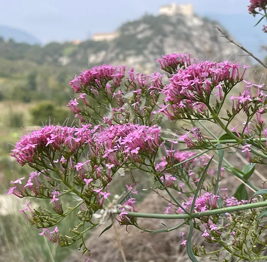 Centranthus ruber ‚Coccineus‘ – Rote Spornblume – Bild 4