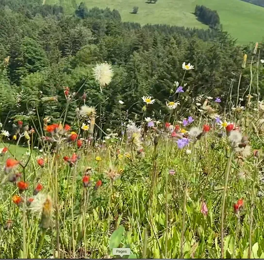 Hieracium aurantiacum – Orangerotes Habichtskraut – Bild 4