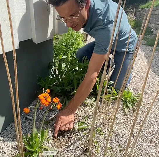 Hieracium aurantiacum – Orangerotes Habichtskraut – Bild 5