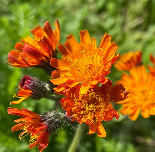 Hieracium aurantiacum – Orangerotes Habichtskraut – Bild 6